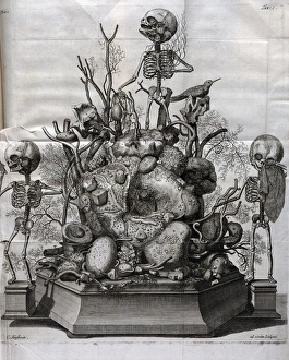 Various fetal skeletons displayed Various fetal skeletons displayed