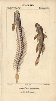 Violet goby or Broussonet's goby, Gobioides Violet goby or Broussonet's goby, Gobioides