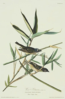 Vireo solitarius, blue-headed vireo Vireo solitarius, blue-headed vireo