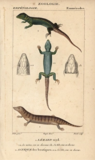 Western green lizard and sandfish skink, Scincus scincus Western green lizard and sandfish skink, Scincus scincus