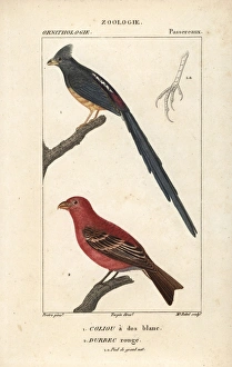 White-backed mousebird, Colius colius White-backed mousebird, Colius colius