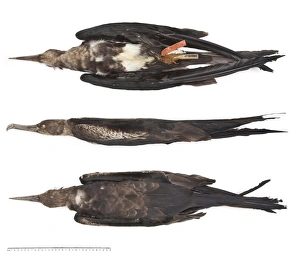 Wilson's frigate bird, Fregata wilsoni Wilson's frigate bird, Fregata wilsoni