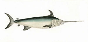 Xiphias gladius, or Swordfish Xiphias gladius, or Swordfish