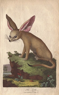 Zerda or fennec fox, Vulpes zerda Zerda or fennec fox, Vulpes zerda