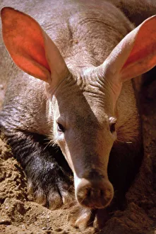 Aardvark - African termite and ant eater. Savannah and steppe habitats south of the Sahara Aardvark - African termite and ant eater. Savannah and steppe habitats south of the Sahara