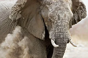 African Elephant - adult having a dust bath African Elephant - adult having a dust bath