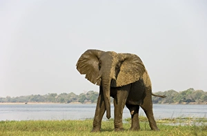 African Elephant - Bull has been taking a bath at the bank of the Zambezi River African Elephant - Bull has been taking a bath at the bank of the Zambezi River