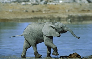 African Elephant - Calf having fun at a waterhole African Elephant - Calf having fun at a waterhole