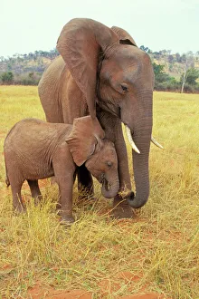 African Elephant - Cow with young calf African Elephant - Cow with young calf
