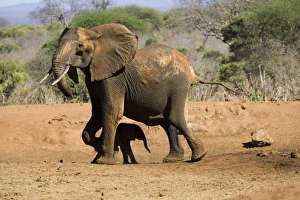 African Elephant - female / cow with 4 month old calf which she has just rescued from a African Elephant - female / cow with 4 month old calf which she has just rescued from a
