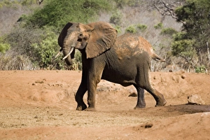 African elephant - female / cow angry at not being able to rescue her very young calf African elephant - female / cow angry at not being able to rescue her very young calf