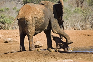 African Elephant - female / cow rescuing her very young calf which has fallen into a African Elephant - female / cow rescuing her very young calf which has fallen into a
