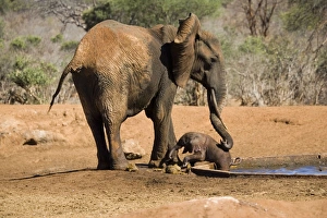 African Elephant - female / cow trying to rescue her very young calf which has fallen African Elephant - female / cow trying to rescue her very young calf which has fallen