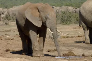 African Elephant scenting puddle of urine deposited by another herd member African Elephant scenting puddle of urine deposited by another herd member