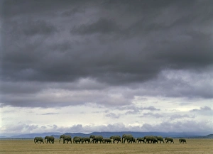 African Elephants - herd walking African Elephants - herd walking