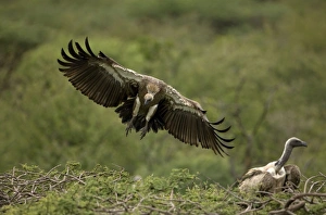 African White-Backed Vulture - Landing on tree top, wings outstretched African White-Backed Vulture - Landing on tree top, wings outstretched