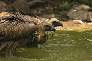 African White-Backed Vultures - Having a drink and bath after feeding African White-Backed Vultures - Having a drink and bath after feeding