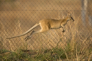 Agile Wallaby leaping along Sewage pond fence trying to find its way out Agile Wallaby leaping along Sewage pond fence trying to find its way out