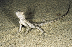 Alarmed small Agamid lizard - during feeding at dusk - typical in sand dunes of Central Alarmed small Agamid lizard - during feeding at dusk - typical in sand dunes of Central