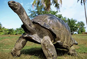 Aldabra Giant TORTOISE Aldabra Giant TORTOISE