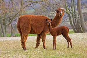 Alpaca - female and young Alpaca - female and young