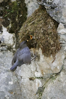 American Dipper - at it's streamside nest American Dipper - at it's streamside nest