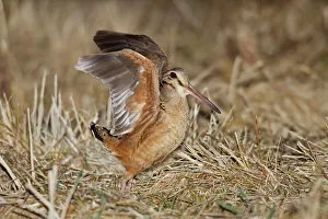 American Woodcock, on breeding territory during courtship American Woodcock, on breeding territory during courtship