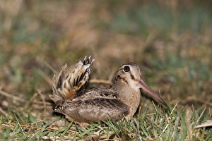 American Woodcock, on breeding territory during courtship American Woodcock, on breeding territory during courtship