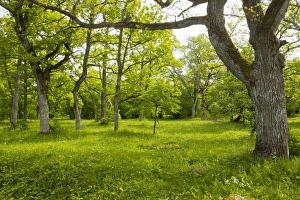 Ancient flowery wood pasture / wooded meadow at Loode Oakwood or Oak Grove Ancient flowery wood pasture / wooded meadow at Loode Oakwood or Oak Grove