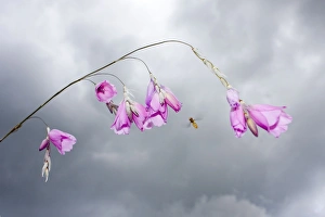 Angels Fishing Rod flowers - with approaching Hover Fly and stormy sky Angels Fishing Rod flowers - with approaching Hover Fly and stormy sky