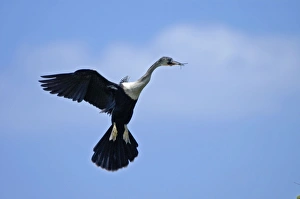 Anhinga - In flight with twigs in beak coming in to land at nest Anhinga - In flight with twigs in beak coming in to land at nest