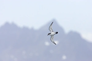 Antarctic Prion - In flight with South Georgia in the background Antarctic Prion - In flight with South Georgia in the background
