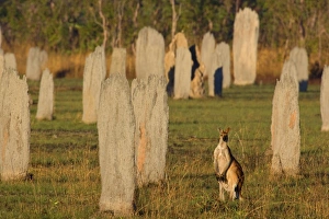 Antilopine Wallaroo - adult Antilopine Wallaroo foraging on a field full of mounds of Antilopine Wallaroo - adult Antilopine Wallaroo foraging on a field full of mounds of