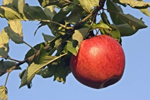 apple - a red and very ripe apple is hanging on an apple tree in an orchard apple - a red and very ripe apple is hanging on an apple tree in an orchard