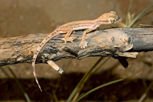 Arabian Sand Gecko / Arabian short-fingered Gecko - showing unusual webbed feet Arabian Sand Gecko / Arabian short-fingered Gecko - showing unusual webbed feet