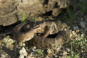 Arizona Ridge-nosed Rattlesnake Arizona Ridge-nosed Rattlesnake