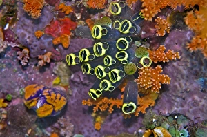 Ascidians - all ascidians have an incurrent aperture and an out current one Ascidians - all ascidians have an incurrent aperture and an out current one
