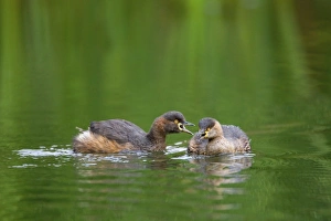 Australasian Grebe - two adult Australasian Grebe in breeding plumage communicate by ' Australasian Grebe - two adult Australasian Grebe in breeding plumage communicate by '
