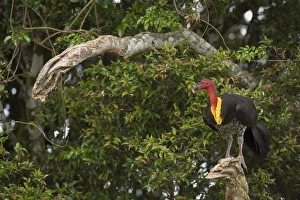 Australian Brush Turkey - adult sits on a dead tree branch high up in the trees Australian Brush Turkey - adult sits on a dead tree branch high up in the trees