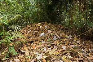 Australian Brush Turkey - rather huge breeding hill consisting of leaves Australian Brush Turkey - rather huge breeding hill consisting of leaves