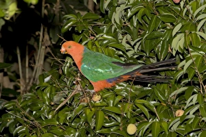Australian King Parrot - male - feeds on fruit of a Lychee Tree (Sapindaceae Australian King Parrot - male - feeds on fruit of a Lychee Tree (Sapindaceae
