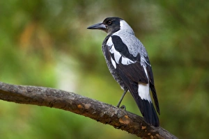 Australian Magpie - adult male Magpie sitting on a tree branch looking out Australian Magpie - adult male Magpie sitting on a tree branch looking out