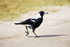 Australian Magpie - A female of the white-backed race Australian Magpie - A female of the white-backed race