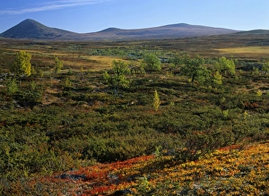 Autumn tundra - mountain scenery with colourful turned tundra vegetation Autumn tundra - mountain scenery with colourful turned tundra vegetation