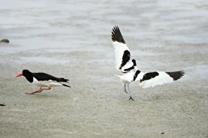 Avocet - chasing off oystercatcher ( Haematopus ostralegus) Avocet - chasing off oystercatcher ( Haematopus ostralegus)