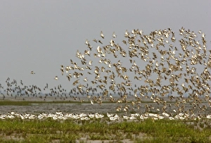 Avocet and Dunlin (Calidris alpina). Avocet flock resting with Dunlin flock flying over Avocet and Dunlin (Calidris alpina). Avocet flock resting with Dunlin flock flying over