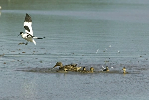 Avocet and Mallard (Anas platyrhynchos) Mallard duck driving off Avocet from young Avocet and Mallard (Anas platyrhynchos) Mallard duck driving off Avocet from young