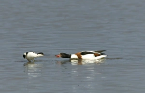 Avocet and Shelduck (Tadorna tadorna) Stand off eye to eye Avocet and Shelduck (Tadorna tadorna) Stand off eye to eye