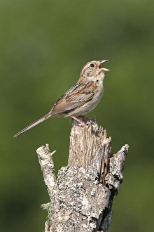 Bachman's Sparrow - singing, on territory Bachman's Sparrow - singing, on territory