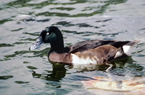 Baer's pochard - male swimming Baer's pochard - male swimming